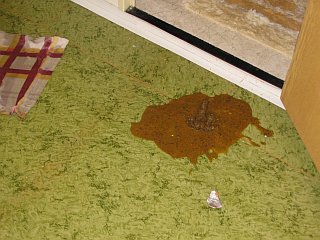 Hnědé a řídké zapáchající následky po vypití snad půl krabice mléka