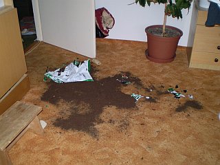 Na 
koberci v obýváku vysypaný pytlík s rašelinou, vedle se krčil nepovšimnutý pytel s 
granulemi!