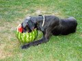 Berry dlabe meloun