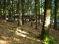 Pohled skrze stromy na naši dlouhou ubytovnu